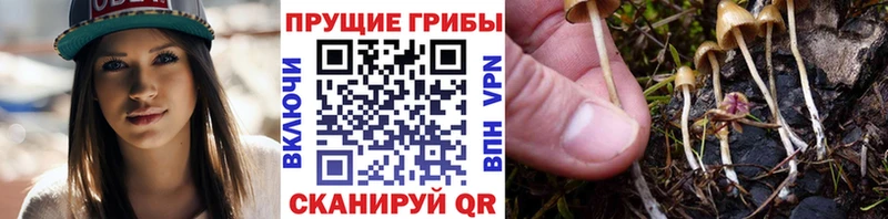 Псилоцибиновые грибы Psilocybe купить наркотики сайты Нальчик